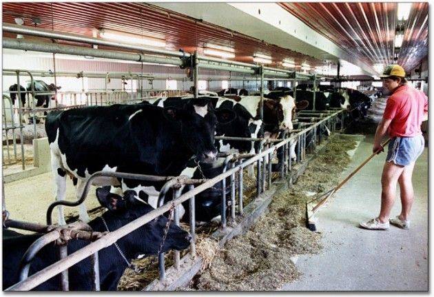 Lombardia Trattativa latte: fondamentale la compattezza del mondo agricolo