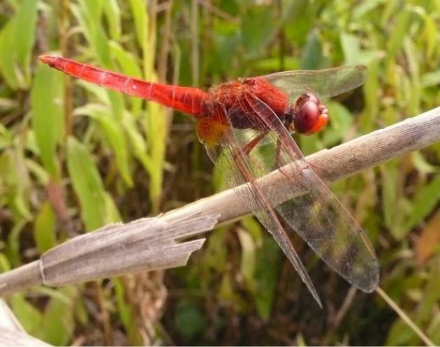 Cascina Stella e Bosco Didattico: il 17/6 è il 'giorno della libellula'