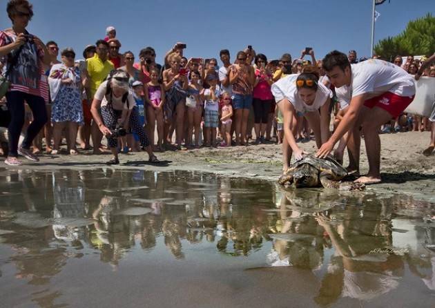  'Pronto soccorso' in spiaggia per le tartarughe 