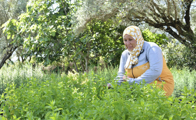 (CR) Formazione agro-tecnica sostenibile in Tunisia