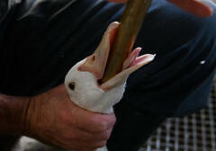 FIRMA PETIZIONE ritirare il foie gras dal menù delle Olimpiadi
