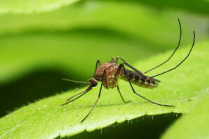 Cremona Prosegue la campagna di contrasto alla diffusione delle zanzare