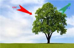 Più alberi = più ossigeno e meno CO2 | Lucio Garofalo